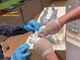 Il pacco contenente 10 kg di droga intercettato dalla Guardia di Finanza