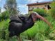 Uno degli esemplari di Ibis Eremita fuggito dalle voliere della Fattoria Esotica di Canegrate