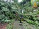 FOTO. Nottata di maltempo e danni nell'Alto Varesotto. Disagi sulla 394, alberi caduti a Luino: interrotta la strada per Agra