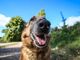 Il naso dei cani percepisce il covid