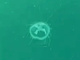 Le meduse avvistate nel Ceresio