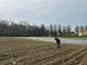 Un campo di tulipani per una primavera indimenticabile: arriva Somma Lombardo in fiore!