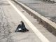 VIDEO: Sparviero a caccia in via Sanvito e il traffico si ferma
