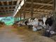Sant'Antonio, sono più di 36 milioni gli animali della fattoria lombarda