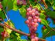 Vendemmia posticipata in Lombardia: la raccolta dell'uva slitta di una settimana per il clima pazzo
