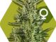 La riforma legale potrebbe trasformare la cannabis da problema a opportunità?