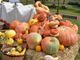 CHE FARE NEL WEEKEND. Un fine settimana d'ottobre: zucche, funghi, visite guidate e attività nella natura