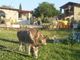Con il ritorno in giallo riaprono due agriturismi su tre