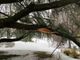 Alberi pericolanti, la provincia di Varese è seconda per interventi in Lombardia