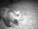 Identificato l'orso che ha attaccato il bestiame nel Verbano Cusio Ossola