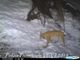 VIDEO. È tornata la lince sui monti della val d'Ossola: un filmato "cattura" lo splendido felino