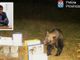 L'orso ripreso a Trontano, nel riquadro Luigi Spadone