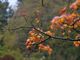 L'autunno avanza tra nuvole, qualche pioggia e occhiate di sole. Weekend asciutto