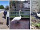 Cigno &quot;confuso&quot; sul lungolago di Lavena Ponte Tresa. La polizia locale lo &quot;scorta&quot; riportandolo in acqua