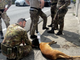 I militari al lavoro per soccorrere il capriolo ferito (foto da LuinoNotizie.it)