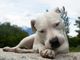 Un esemplare di dogo argentino (foto generica)