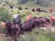 FOTO. Quell'alpeggio a Biella con oltre 200 animali in fin di vita. Il drammatico appello delle associazioni: «Intervenite subito»