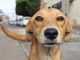 Quali sono le razze di cane più richieste?