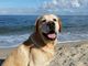Speciale ristoranti, hotel e spiagge: accetti i cani? Contattaci per un nuovo progetto estivo!