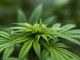 Cinque cose da sapere prima di acquistare cannabis light
