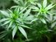 Cannabis 'light': cos’è e cosa dice la normativa vigente