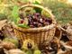 CHE FARE NEL WEEKEND – Tra zucca, castagne e le giornate FAI, ottobre festeggia l’autunno