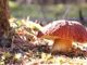 Rivoluzione nella raccolta funghi: arriva la tabella crescita intelligente che prevede dove nasceranno