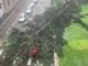 L'albero caduto su un'auto in Corso Italia a Legnano