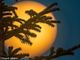 Spettacolo in cielo oggi, venerdì 12 agosto, con l’ultima Superluna dell’anno (e non solo)