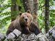 Trovate nuove orme d'orso in Alta Ossola. «Dovrebbe essere M 29»