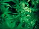 Il CBD Hash è efficace quanto le infiorescenze di marijuana?