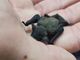 Un piccolo pipistrello salvato dai passanti e curato da Enpa