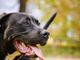 Stordiscono il cane con il sonnifero e si fingono tecnici dell'acquedotto: anziana derubata