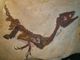 Tra ritrovamenti straordinari e musei, ecco i dinosauri che possiamo incontrare in Lombardia
