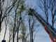 L'intervento dei vigili del fuoco a Laveno Mombello per salvare un deltaplanista rimasto incastrato su un albero a 12 metri di altezza