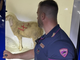 La pecora trovata legata nel cassone di un furgone a Novara (foto da Newsnovara.it)
