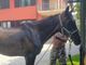 Il cavallo Willy in una foto tratta dalla pagina Facebook della Pro Loco Ranco