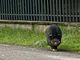 L'esemplare di maialino vietnamita a spasso per Saronno (foto da IlSaronno.it)