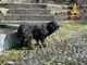 Il cane cieco salvato dai vigili del fuoco