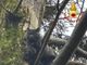 Gatto bloccato da giorni su un albero a Varese, salvato dai vigili del fuoco