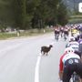 Giro d'Italia, una capra taglia la strada al gruppo - Video