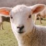 Dai primi profumi alla pecora che allatta l'agnellino. Com'è bello camminare e pure dissertare sulla paghetta
