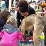 Pet therapy e benessere: il 18 maggio Olgiate Olona ospita “In Cammino con Noi 2025”, evento esperienziale con asini, conigli e cani