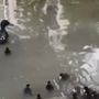 Un'immagine del video dell'Enpa Milano
