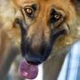 Busto, il “Pomeriggio a sei zampe” sostiene la legge contro l’accattonaggio con animali