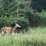 VIDEO. Senza perdere la meraviglia: gli incontri che la Valle Olona sa sussurrare alle prime luci del giorno