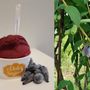 Haskap, il gelato che fa bene alla salute. E unisce i sogni