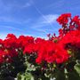 Una splendida domenica di caldo senz'afa, che tornerà a farsi sentire da domani. Settimana con punte di 34 gradi