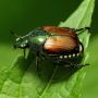 In Lombardia il picco di invasione di scarabei giapponesi. I consigli della Regione per tenerli lontani da orti e giardini