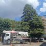 Lo storico cedro del piazzale della parrocchia di Angera colpito da un fulmine